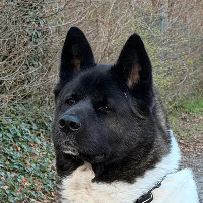 Dexter – Jerrys Hund