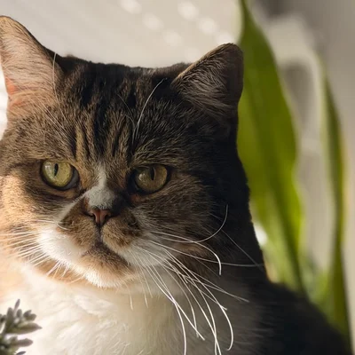 Scotch – Mimis Kater